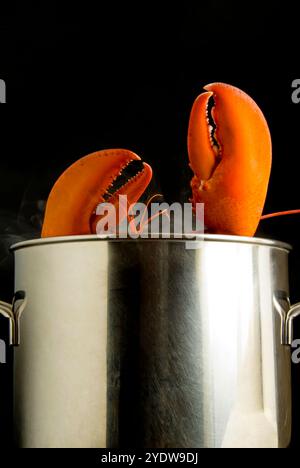 Homard (Homarus americanus) bouillant dans un pot en acier, Florence, Toscane, Italie, Europe Banque D'Images