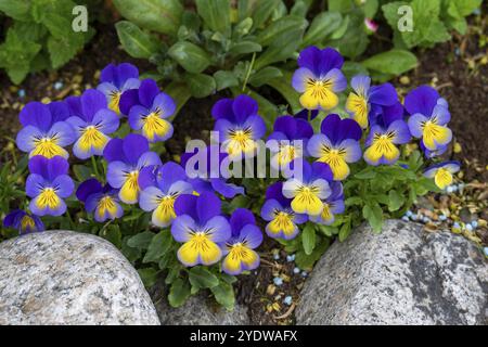 Floraison de la pensée sauvage, (Viola tricolor), fleurs, plantes, fleurs, Tromso, Troms, Norvège, Europe Banque D'Images