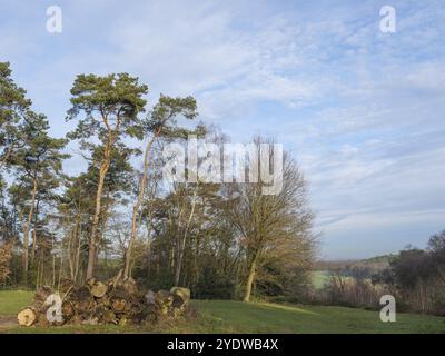 Troncs d'arbres en bois dans une clairière sous un ciel large, Reken, muensterland, allemagne Banque D'Images