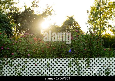 Coucher de soleil sur vert, rose, orange, zinnia champ de fleurs, blanc fenc Banque D'Images