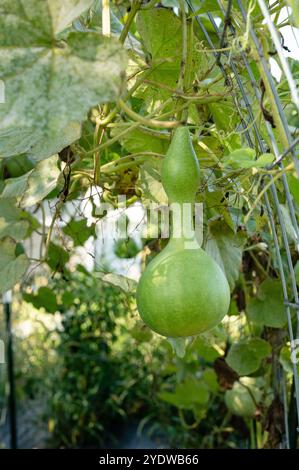 Courge de courge à goulot d'étranglement vert jaune poussant sur treillis métallique Ar Banque D'Images