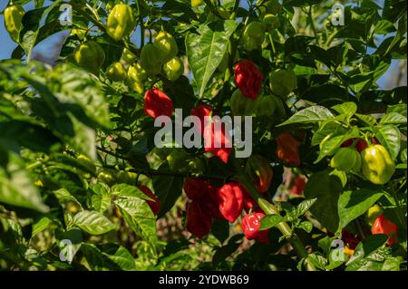 Piments verts et rouges habanero poussant dans le jardin rural Banque D'Images