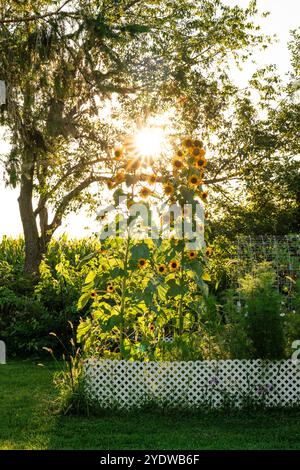 Tournesols verticaux de grande cour avec coucher de soleil sur le jardin blanc Banque D'Images