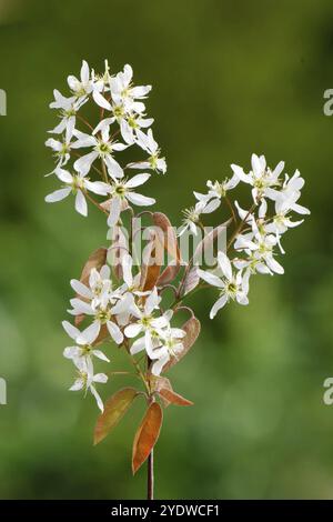 Amelanchier lamarckii fleurit et feuilles rouge-brun d'une poire rocheuse cuivrée devant un fond vert flou au printemps dans un parc de Cologne Banque D'Images