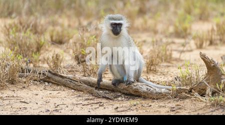 Singe vervet, (Chloroebus pygerythrus), singe vervet, singe, singes, primate, primates, famille de singes vervet, mmerkatzen, réserve de gibier Mkuze, Banque D'Images