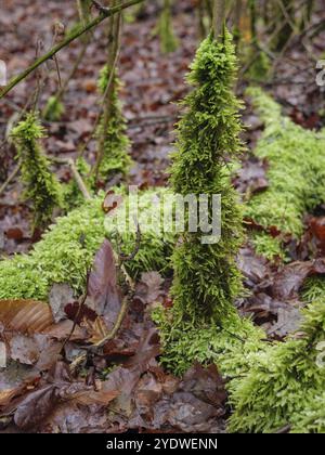 La mousse de Verts se répand sur le sol forestier avec des feuilles mortes, Reken, muensterland, allemagne Banque D'Images