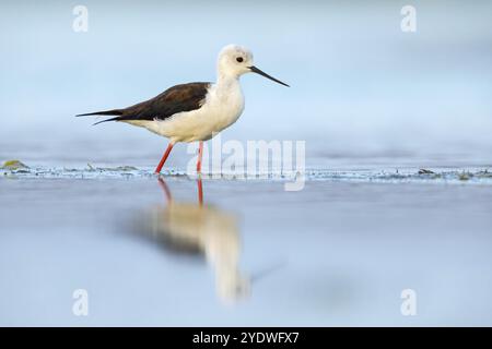 Alevins à ailes noires (Himantopus himantopus), famille des avocet, biotope, habitat, recherche de nourriture, Khawr oriental Khawr ad Dahariz, Salalah, Dhofar, Oman, Asie Banque D'Images