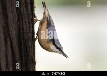 Pose typique d'une écoutille à l'envers sur un tronc d'arbre Banque D'Images