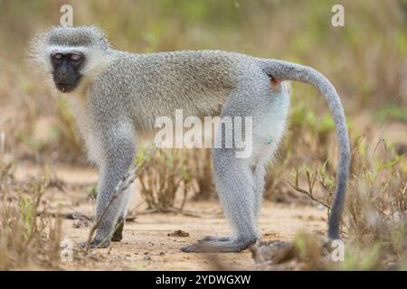 Singe vervet, (Chloroebus pygerythrus), singe vervet, singe, singes, primate, primates, famille de singes vervet, mmerkatzen, réserve de gibier Mkuze, Banque D'Images