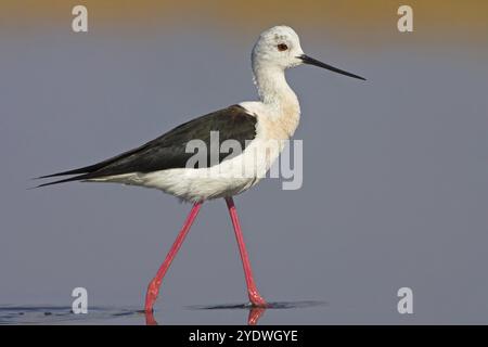 Alevins à ailes noires (Himantopus himantopus), famille des avocet, biotope, habitat, cueillette, salières Kalloni, Lesbos, Grèce, Europe Banque D'Images