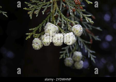Chamaecyparis lawsoniana, gros plan des cônes de la taille d'un pois d'un cyprès de Lawson Banque D'Images