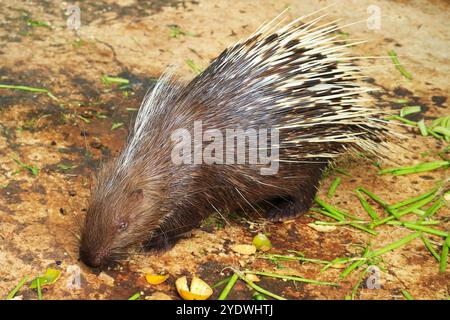 Gros plan sur un porc-épic du vieux monde ayant de la nourriture Banque D'Images
