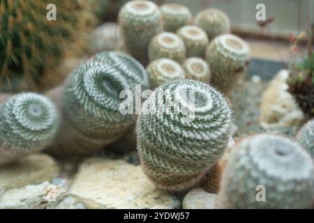 Divers cactus aux motifs spiralés distinctifs poussent dans une serre, entourés de cailloux et de pierres. Leurs formes uniques créent un affichage intéressant sous la lumière naturelle. Photo de haute qualité Banque D'Images