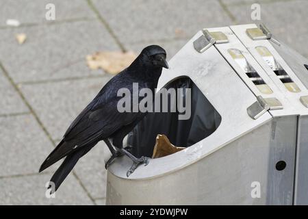 Un corbeau est assis sur une poubelle à la recherche de nourriture Banque D'Images