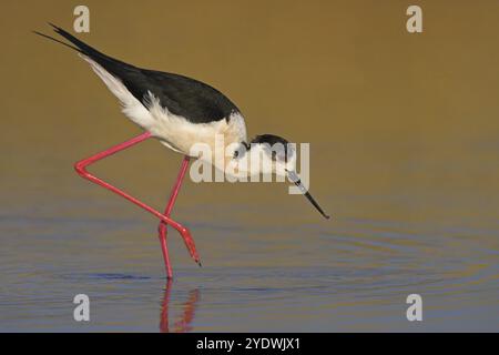 Alevins à ailes noires (Himantopus himantopus), famille des avocet, biotope, habitat, cueillette, salières Kalloni, Lesbos, Grèce, Europe Banque D'Images