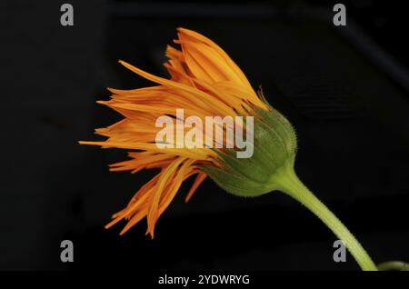 Fleur d'orange fanée sur un fond noir Banque D'Images