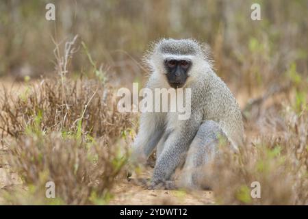 Singe vervet, (Chloroebus pygerythrus), singe vervet, singe, singes, primate, primates, famille de singes vervet, mmerkatzen, réserve de gibier Mkuze, Banque D'Images