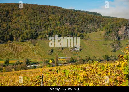 Vallée de la moselle près d'Enkirch en Allemagne en automne Banque D'Images