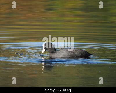 Les Coots matures conservent leur eau territoriale tout au long de l'année menaçant et combattant toute autre Coots s'égarant sur leurs territoires. Banque D'Images