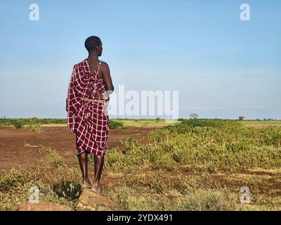 Guerrier Massaï marche à travers la savane. Les Massaï sont un groupe ethnique nilotique de personnes semi-nomades habitant le sud du Kenya et le nord du Tanzani Banque D'Images