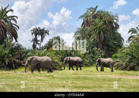 Éléphants de brousse d'Afrique se tenant proches les uns des autres, au milieu d'herbes vertes luxuriantes. Ils roulent dans la boue rouge. Lac Amboseli, Kenya Banque D'Images