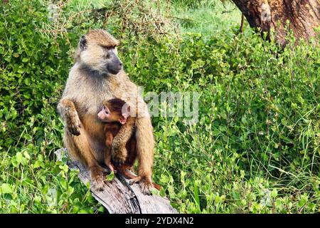 Un moment tendre se déroule alors que la mère singe berce avec amour son précieux bébé, mettant en valeur un lien réconfortant dans l'étreinte de l'affection de la nature Banque D'Images