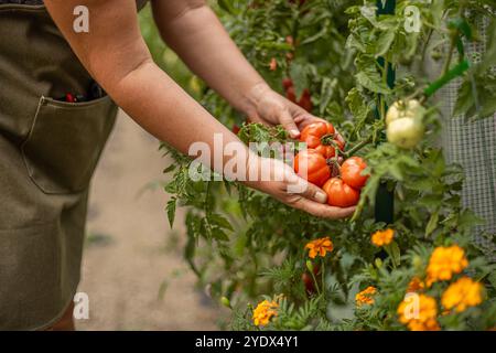 Le fermier inspecte soigneusement une grosse tomate mûre, en assurant sa qualité et sa fraîcheur Banque D'Images