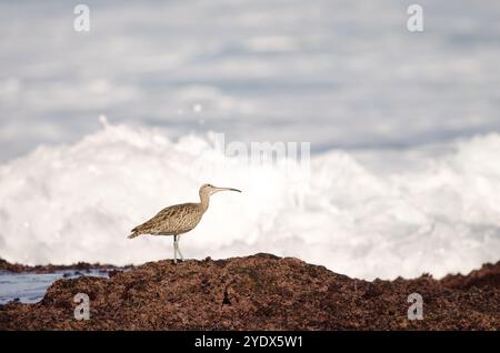 Le fantôme eurasien Numenius phaeopus levant les yeux. Los dos Roques. Galdar. Gran Canaria. Îles Canaries. Espagne. Banque D'Images