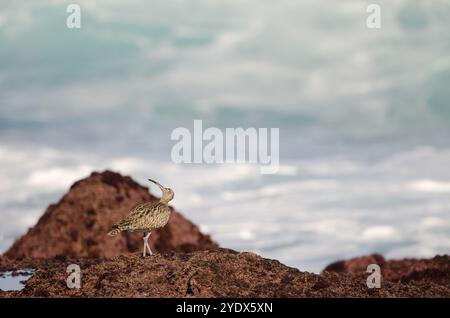 Le fantôme eurasien Numenius phaeopus levant les yeux. Los dos Roques. Galdar. Gran Canaria. Îles Canaries. Espagne. Banque D'Images