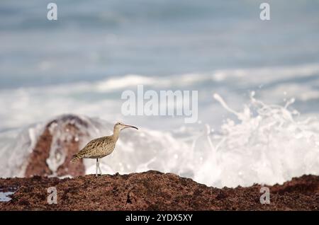 Le fantôme eurasien Numenius phaeopus levant les yeux. Los dos Roques. Galdar. Gran Canaria. Îles Canaries. Espagne. Banque D'Images