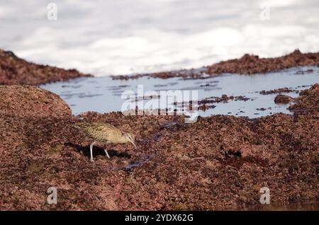 Le fouet eurasien Numenius phaeopus à la recherche de nourriture. Los dos Roques. Galdar. Gran Canaria. Îles Canaries. Espagne. Banque D'Images