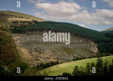 Une forêt avec une superficie d'arbres abattus qui ont été abattus et gérés par Forest England et la Forestry Commission pour créer des forêts durables Banque D'Images