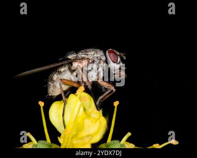 La mouche de la maison, Phaonia tuguriorum, reposant sur une fleur jaune sur un fond noir. Gros plan, bien focalisé. Proboscis visibles et autres détails. Banque D'Images