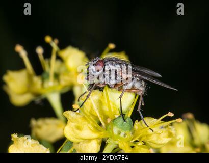 La mouche de la maison, Phaonia tuguriorum, reposant sur une fleur jaune sur un fond noir. Gros plan, bien focalisé. Proboscis visibles et autres détails. Banque D'Images