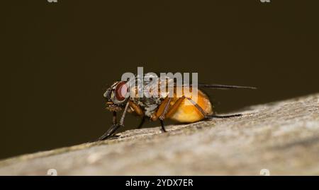 Un gros plan House Fly, Phaonia subventa, reposant sur du bois et pris avec un fond brun foncé flou. Une vue latérale bien focalisée avec de bons détails Banque D'Images