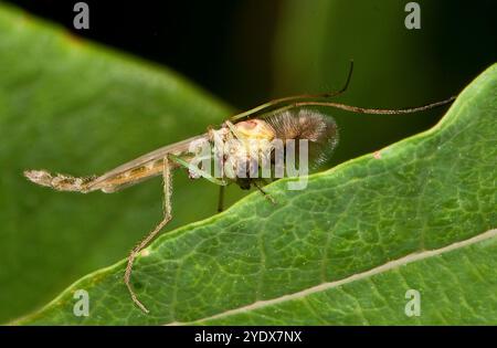 Chironomus plumosus, un moucheron mâle bien focalisé, repose sur une feuille avec ses pattes en avant et au-dessus de ses antennes. Green Bay fly. Winnebago Fly. Banque D'Images