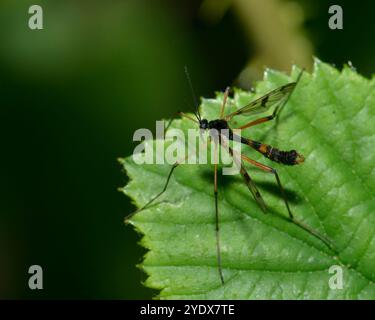 Cranefly mâle marqué à l'orange, Ptychoptera contaminata, reposant sur une feuille. Cette mouche bien focalisée est communément connue sous le nom de papa longues jambes. Banque D'Images