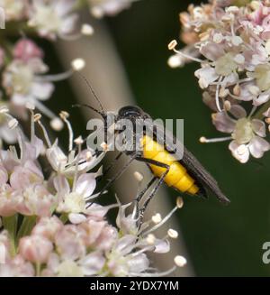 Un champignon à ailettes sombres, Odontosciara nigra, se nourrissant et pollinisant de l'angélique sauvage. Gros plan et bien focalisé avec de bons détails. Banque D'Images