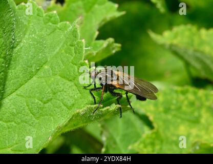 Une vue de dessus d'une mouche suspendue, mouche dague, tessellat Empis, debout sur une feuille. Gros plan et bien focalisé avec de bons détails. Fond vert naturel. Banque D'Images