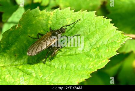 Une vue de dessus d'une mouche suspendue, mouche dague, tessellat Empis, debout sur une feuille. Gros plan et bien focalisé avec de bons détails. Fond vert naturel. Banque D'Images