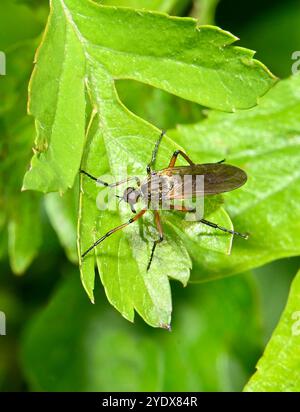 Une vue de dessus d'une mouche suspendue, mouche dague, tessellat Empis, debout sur une feuille. Gros plan et bien focalisé avec de bons détails. Fond vert naturel. Banque D'Images