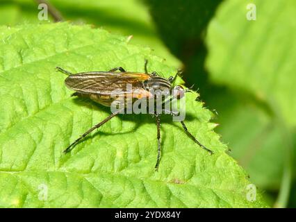 Une vue de dessus d'une mouche suspendue, mouche dague, tessellat Empis, debout sur une feuille. Gros plan et bien focalisé avec de bons détails. Fond vert naturel. Banque D'Images