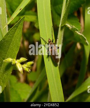 Une vue de dessus d'une mouche suspendue, mouche dague, tessellat Empis, debout sur une feuille. Gros plan et bien focalisé avec de bons détails. Fond vert naturel. Banque D'Images