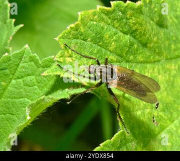 Une vue de dessus d'une mouche suspendue, mouche dague, tessellat Empis, debout sur une feuille. Gros plan et bien focalisé avec de bons détails. Fond vert naturel. Banque D'Images