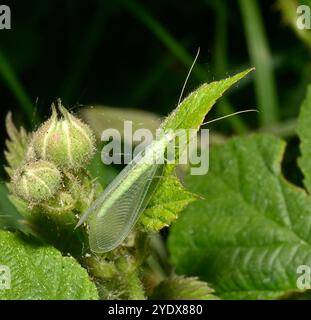 Un Lion Lacewing de puceron, Chrysoperla Carnea, reposant sur une feuille avec quelques bourgeons dans le fond naturel. Gros plan et intéressant. Banque D'Images