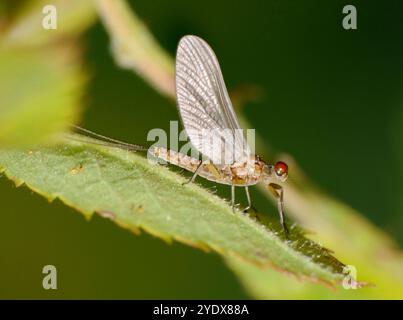 Un gros plan bien focalisé d'un Mayfly d'olive à ailes bleues qui vient d'écloser et a encore des ailes de dun car ils ne sont pas encore complètement durcis. Mayfly dun. Banque D'Images