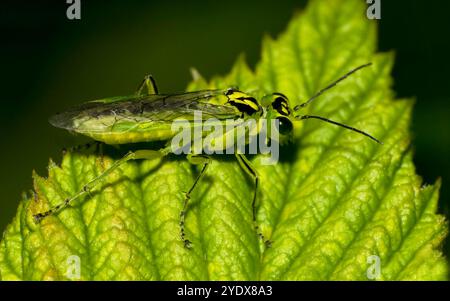 Une image rapprochée et bien focalisée d'une sally jaune commun, Isoperla grammatica, reposant sur une feuille de la même couleur qu'elle-même. Pris à l'extérieur. Banque D'Images