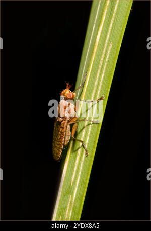 Une mouche des marais femelle, Pherina coryleti, reposant sur une tige. D'autres noms peuvent être Snail-Killer fly ou Net Winged Snail Fly. Gros plan et bien focalisé. Banque D'Images