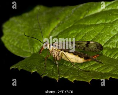 Une vue de côté d'une femelle Scorpion Fly, Panorpa Communis, se retie sur une feuille tout en mangeant quelque chose. Gros plan avec de bons détails contre une feuille. Naturel. Banque D'Images