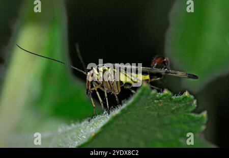 Une vue latérale d'un mâle Scorpion Fly, Panorpa Communis, debout sur une feuille et mangeant quelque chose. Gros plan, bien focalisé avec un fond vert naturel. Banque D'Images